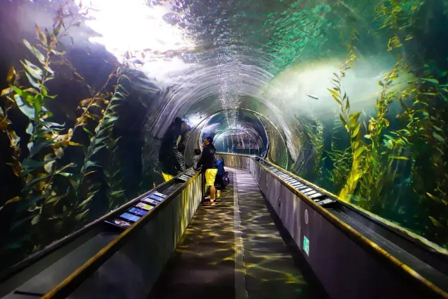 ベイ水族館のトンネル内で海の生き物を観察する家族