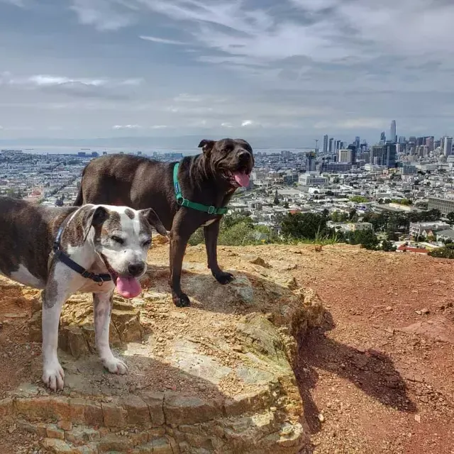 Dogs at the top of Corona Heights